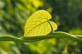 Green twisted stems and large leaf