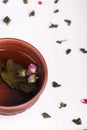 Green twisted tea leaves in clay cups with dried roses. Chinese oolong is scattered on the table in large quantities Royalty Free Stock Photo