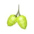 Green Two Hops Bunch Stem Element In 3D Royalty Free Stock Photo