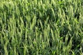 Green two row barley growing in an Idaho farm field. Royalty Free Stock Photo