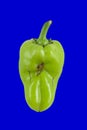 Green ugly pepper with bright blue background, trendy food concept