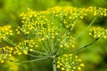 Green umbrella dill Royalty Free Stock Photo