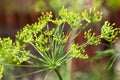 Green umbrella dill Royalty Free Stock Photo