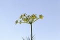 Green umbrella dill Royalty Free Stock Photo