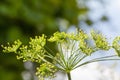 Green umbrella dill Royalty Free Stock Photo