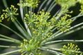 Green umbrella dill Royalty Free Stock Photo