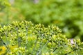 Green umbrella dill Royalty Free Stock Photo