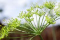 Green umbrella dill Royalty Free Stock Photo