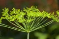 Green umbrella dill Royalty Free Stock Photo