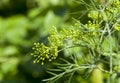 Green umbrella dill Royalty Free Stock Photo