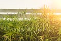 Green umbrella palm bush Cyperus alternifolius against sky with sunlight Royalty Free Stock Photo