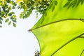 Green umbrella shade Royalty Free Stock Photo