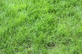 Green uncut grass Royalty Free Stock Photo