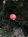 green underground red mushrooms wild mushrooms Royalty Free Stock Photo