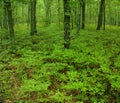 Green undergrowth in a forest