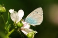 Green-Underside Blue butterfly Royalty Free Stock Photo