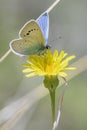 Green-underside Blue butterfly - Glaucopsyche alexis Royalty Free Stock Photo