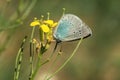 Green-underside blue butterfly Royalty Free Stock Photo