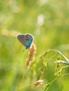 Green-underside blue Glaucopsyche alexis butterfly Royalty Free Stock Photo