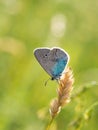 Green-underside blue Glaucopsyche alexis butterfly Royalty Free Stock Photo