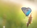 Green-underside blue Glaucopsyche alexis butterfly Royalty Free Stock Photo