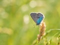 Green-underside blue Glaucopsyche alexis butterfly Royalty Free Stock Photo