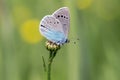 Green-underside blue (Glaucopsyche alexis) - butterfly Royalty Free Stock Photo