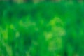 Green unfocused background, blurred grass, summer, spring abstract background