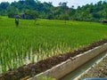 the green of the unfruitful rice plants in the traditional rice fields Royalty Free Stock Photo