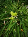 Green unknown flower bud