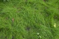 Green unmown lawn. Wild grass with fallen leaves. Natural background. Ecology concept