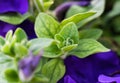 An green unopened flower bud. Natural background. Close-up. Selective focus