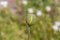 Green unopened poppy bud on a blurred background. Close-up.