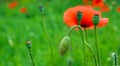 Green, unopened poppy bud, close up, on a background of blurry bright red poppy flower and green lawn Royalty Free Stock Photo