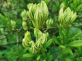 Green unopened rhododendron buds in the botanical garden of St. Petersburg