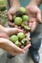 Green unpeeled walnuts in the hands of farmers side view Royalty Free Stock Photo