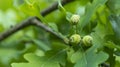 Green unripe acorns on a branch