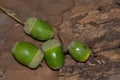 green unripe acorns, oak fruits, on bark