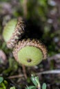 Green Unripe Alabama Oak Tree Acorn Nuts