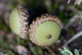 Green Unripe Alabama Oak Tree Acorn Nuts