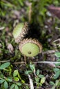 Green Unripe Alabama Oak Tree Acorn Nuts