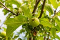 Green and unripe apple growing on a branch with big leaves high on a tree Royalty Free Stock Photo