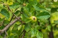 Green unripe apples on a branch among leaves in the spring sun Royalty Free Stock Photo