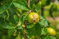 Green unripe apples on a branch among leaves in the spring sun Royalty Free Stock Photo