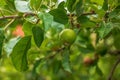 Green unripe apples on a branch among leaves in the spring sun Royalty Free Stock Photo