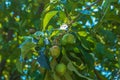 Green unripe apples on a branch among leaves in the spring sun Royalty Free Stock Photo