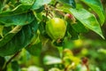 Green unripe apples on a branch among leaves in the spring sun Royalty Free Stock Photo