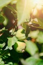 Green unripe apples on a branch in the rays of the sun on a summer day Royalty Free Stock Photo
