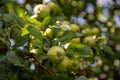 Green unripe apples on a tree branch with leaves