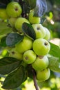 Green unripe apples on a tree branch with leaves